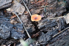 Heimiomyces tenuipes