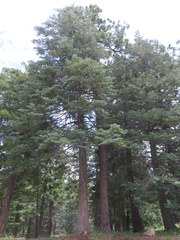 Abies concolor