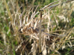 Paracercion hieroglyphicum