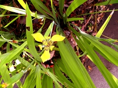 Trimezia steyermarkii