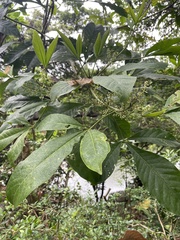 Melicope semecarpifolia