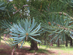 Abies concolor