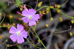 Drosera drummondii