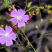 Drosera drummondii - Photo (c) Tracey Hinton, osa oikeuksista pidätetään (CC BY-NC), lähettänyt Tracey Hinton