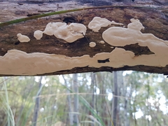 Fomitopsidaceae
