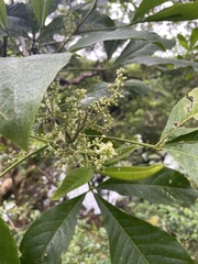 Melicope semecarpifolia