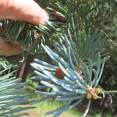Abies concolor