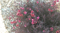 Leptospermum scoparium