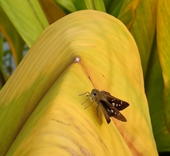 Borbo cinnara
