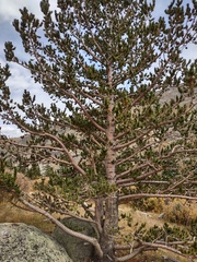 Pinus aristata