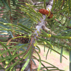 Abies concolor