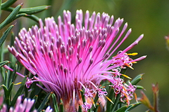 Isopogon