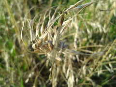 Paracercion hieroglyphicum