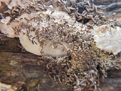 Fomitopsidaceae