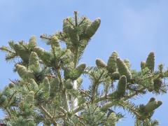 Abies concolor