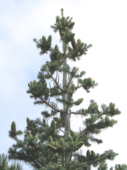 Abies concolor