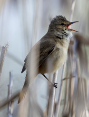 Acrocephalus australis