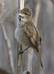 Acrocephalus australis