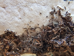 Fomitopsidaceae