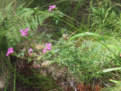 Glandularia chiricahensis
