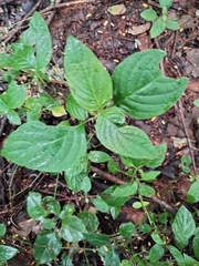 Ruellia prostrata