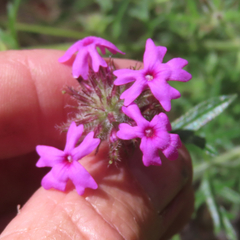 Glandularia chiricahensis