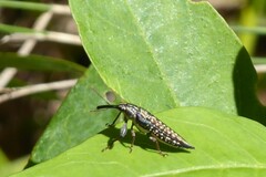 Rhinotia lineata