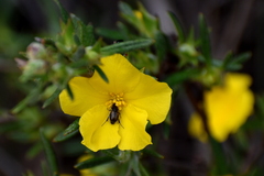 Hibbertia