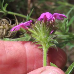 Glandularia chiricahensis