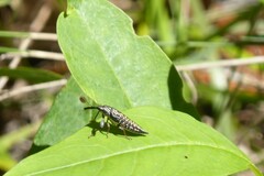 Rhinotia lineata