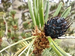 Pinus aristata