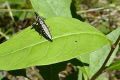 Rhinotia lineata