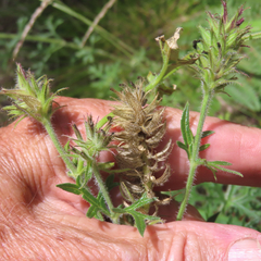 Glandularia chiricahensis