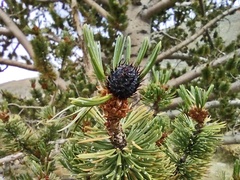 Pinus aristata