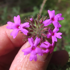 Glandularia chiricahensis