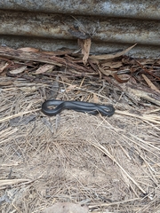 Cryptophis nigrescens