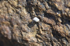 Littorininae