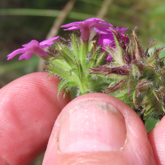 Glandularia chiricahensis