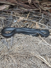 Cryptophis nigrescens