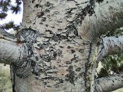 Pinus aristata