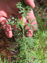 Glandularia chiricahensis