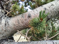Pinus aristata