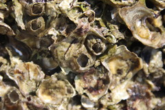 Amphibalanus amphitrite