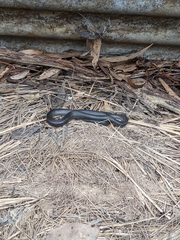 Cryptophis nigrescens