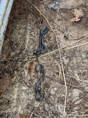 Cryptophis nigrescens