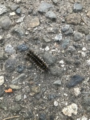 Lophocampa roseata