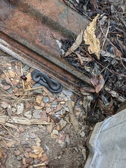 Cryptophis nigrescens