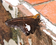 Epargyreus socus orizaba