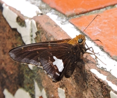 Epargyreus socus orizaba