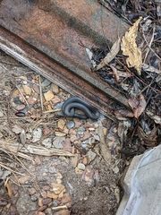 Cryptophis nigrescens